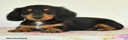 Miniature Dachshund dogs for sale: Leo - Ad 3