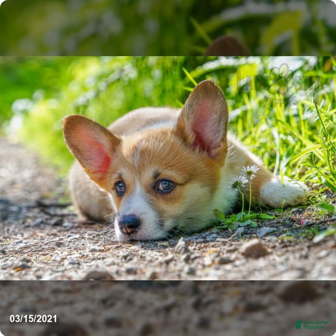 Gallery Image {{count}}