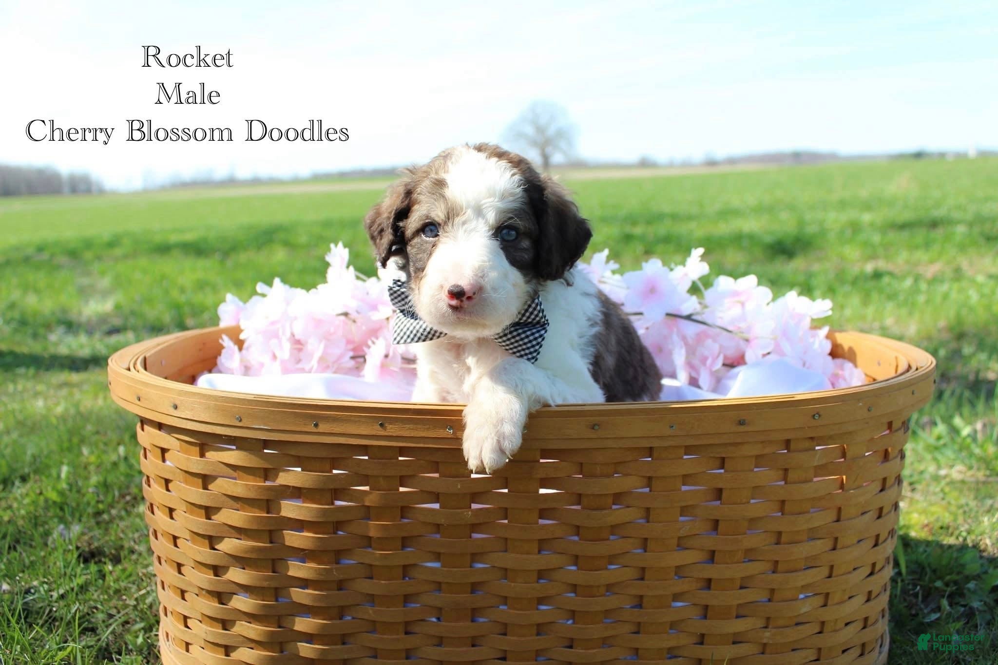 Bordoodle dogs Rocket - Ad 1