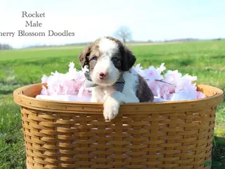 Bordoodle dogs Rocket - Ad 1