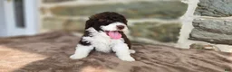 Portuguese Water Dog dogs for sale: Rebecca - Ad 4