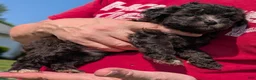 Toy Poodle dogs for sale: Truffle - Ad 4