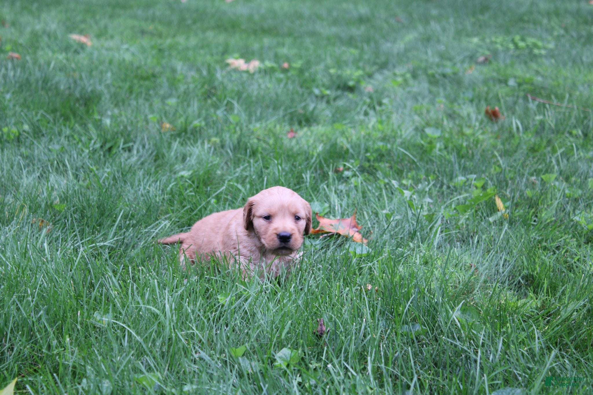 Golden Retriever dogs Golden Retriever 1 - Ad 2