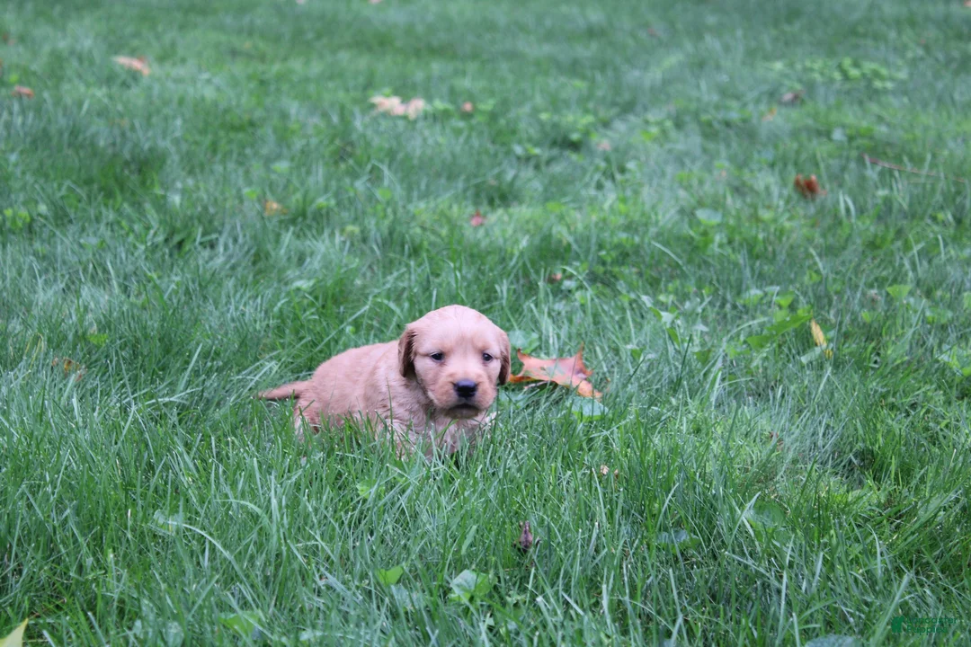 Golden Retriever dogs for sale: Golden Retriever 1 - Ad 2