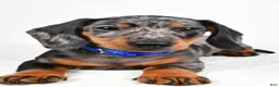 Miniature Dachshund dogs for sale: Echo - Ad 4