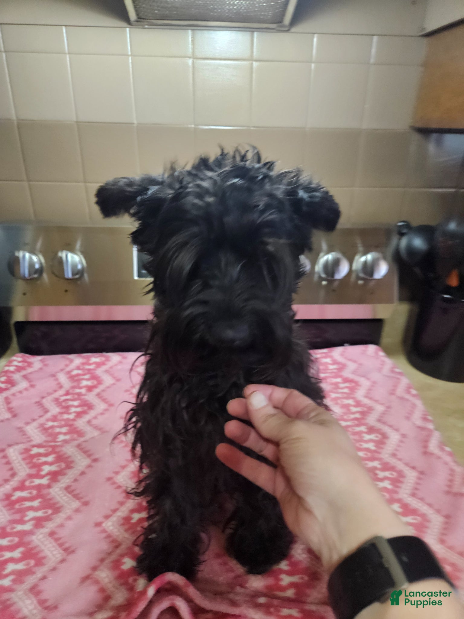 Miniature Schnauzer dogs for sale: Blue tan merle male  - Ad 5