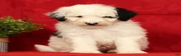 Mini Sheepadoodle dogs for sale: Finn - Ad 3