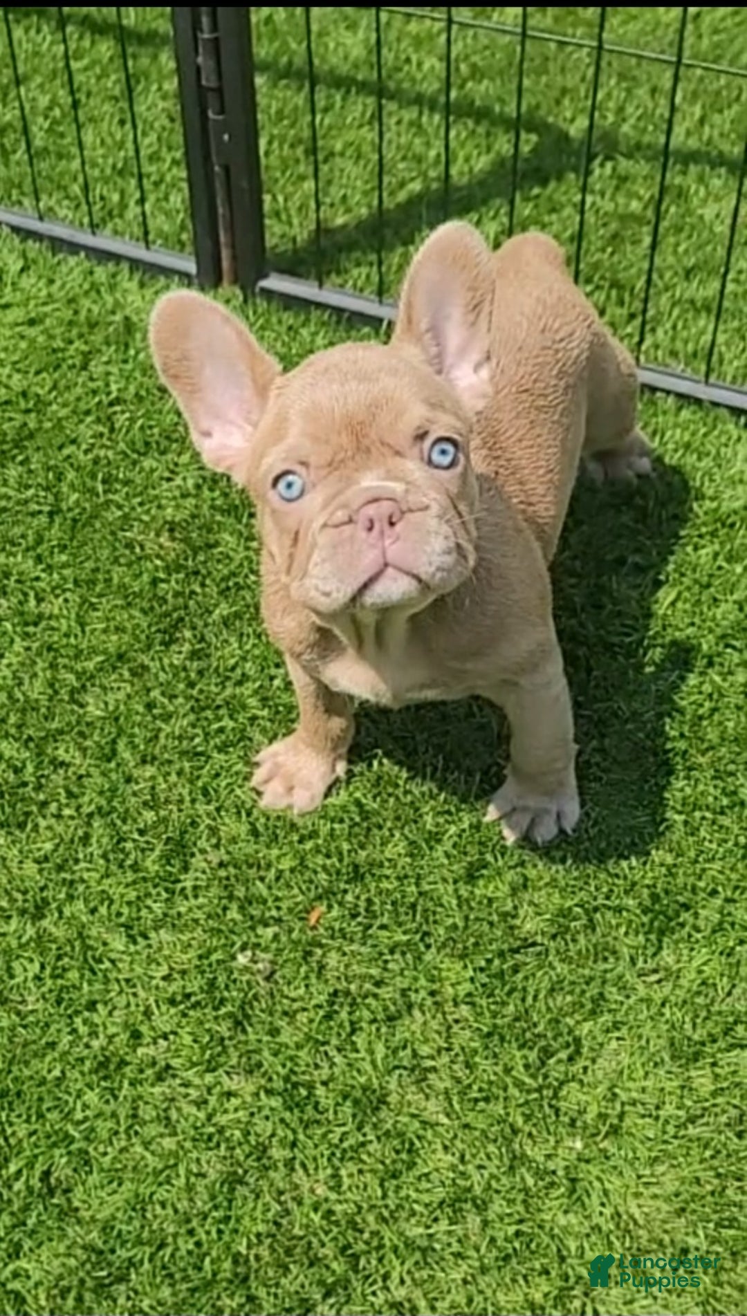 Gallery Image {{count}}