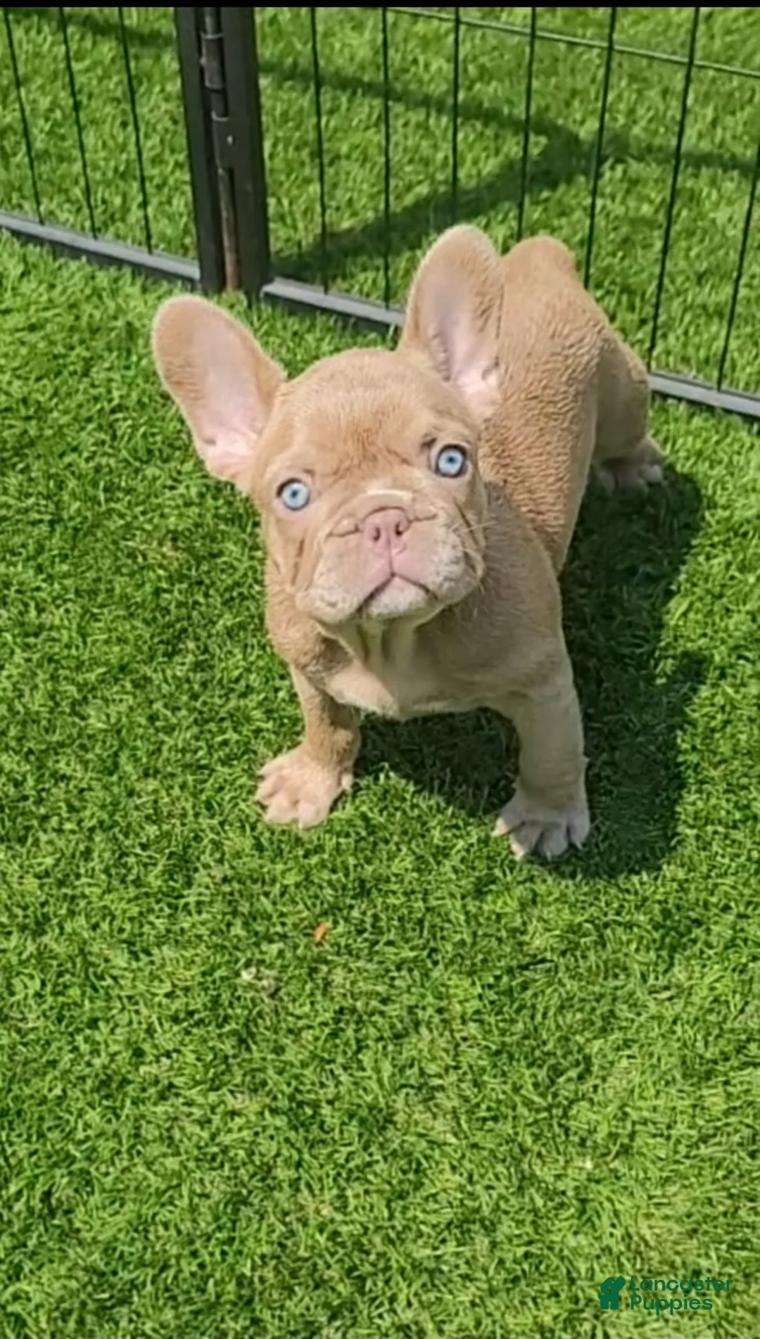 Gallery Image {{count}}