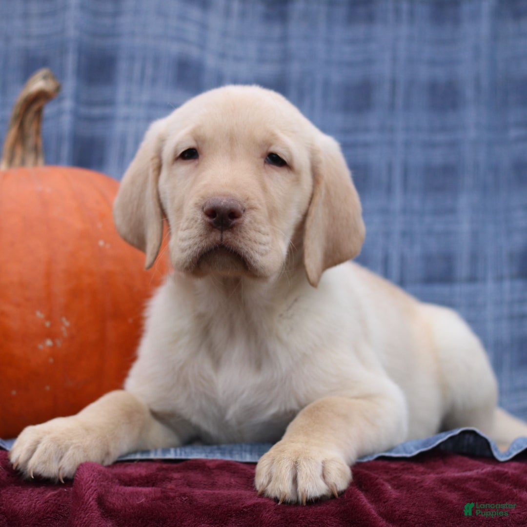 Labrador Retriever dogs for sale: Jimmy - Ad 2
