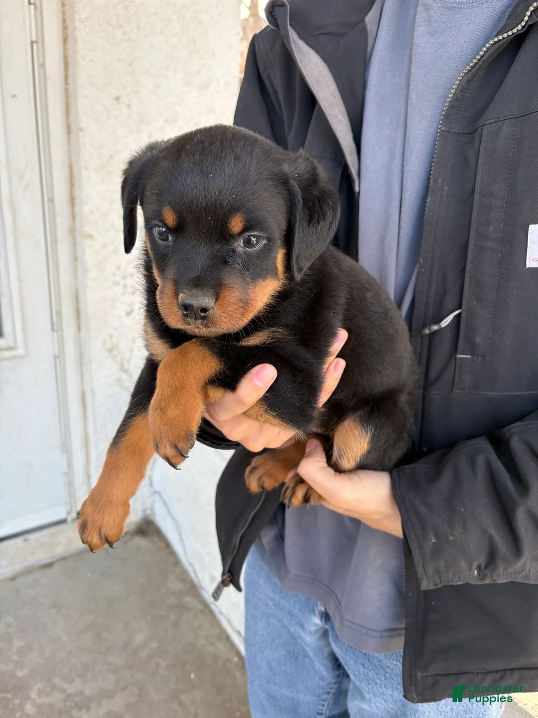 Rottweiler dogs for sale: Rottweiler Puppy 1 - Ad 2