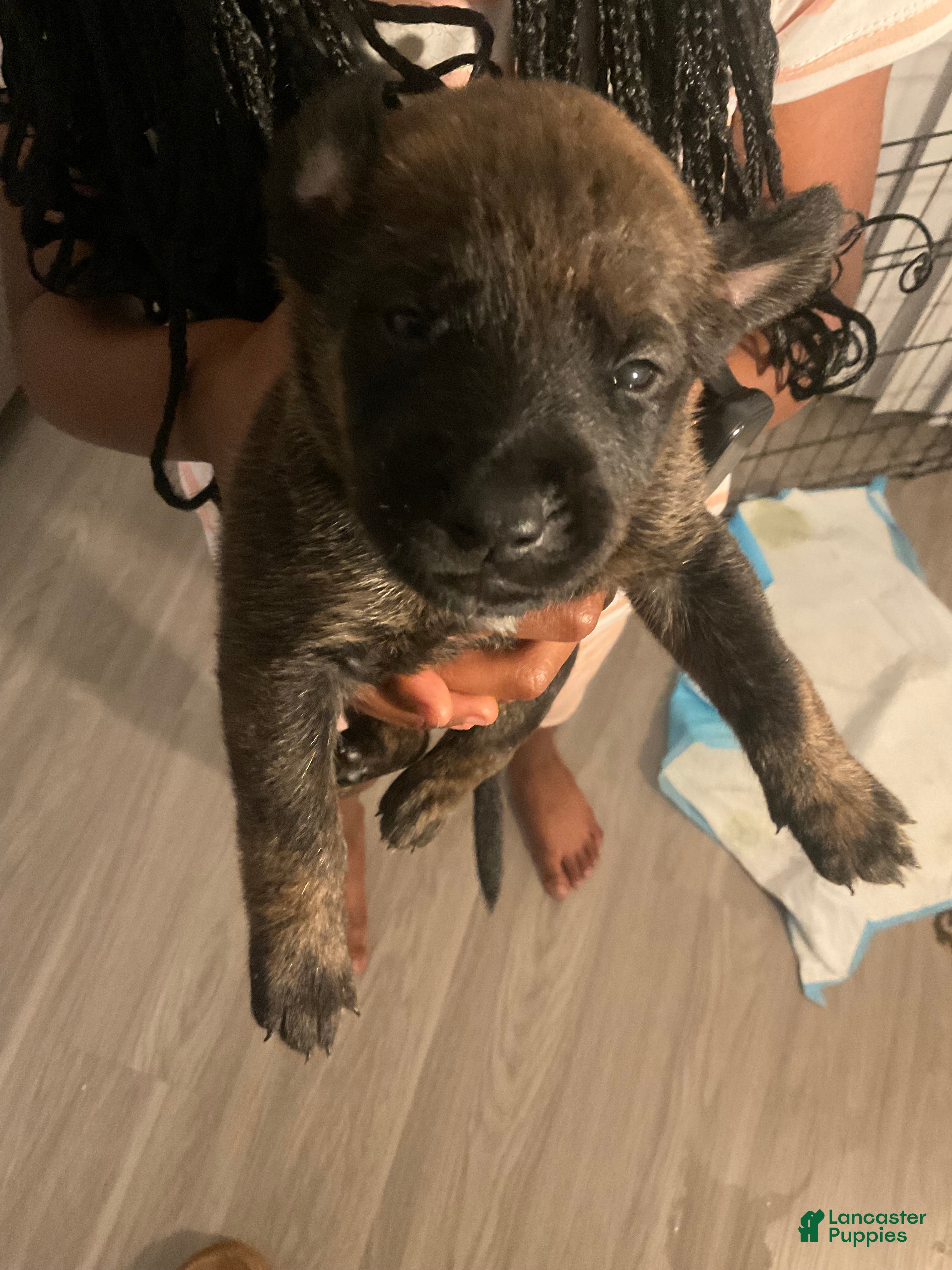 Mixed Breed dogs Mixed Breed Puppy 9 - Ad 9