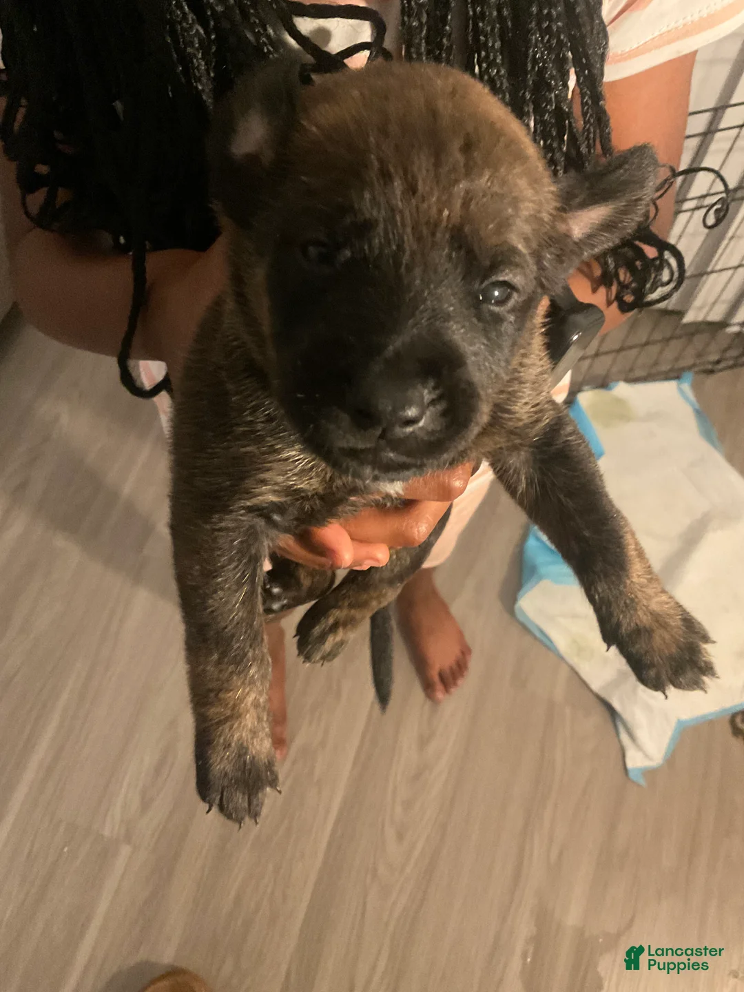 Mixed Breed dogs for sale: Mixed Breed Puppy 9 - Ad 1