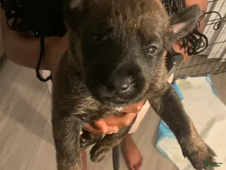 Mixed Breed dogs Mixed Breed Puppy 9 - Ad 9