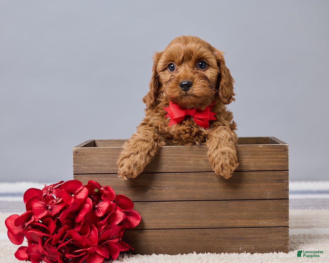 Cavapoo dogs for sale: Brady - Ad 3