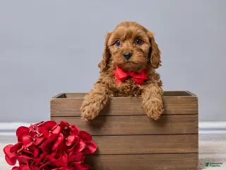 Cavapoo dogs for sale: Brady - Ad 3