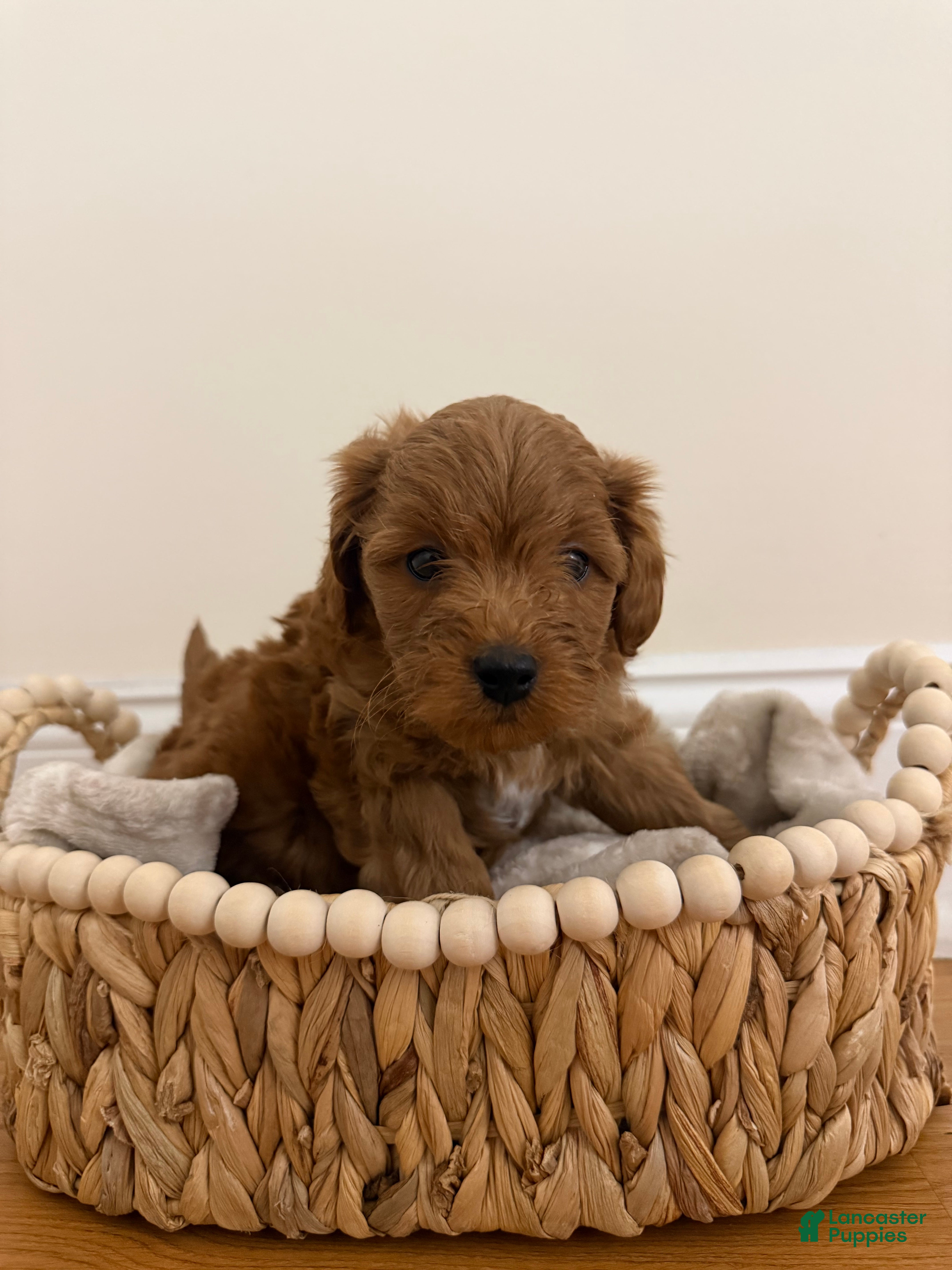 Miniature Poodle dogs Liam  - Ad 1