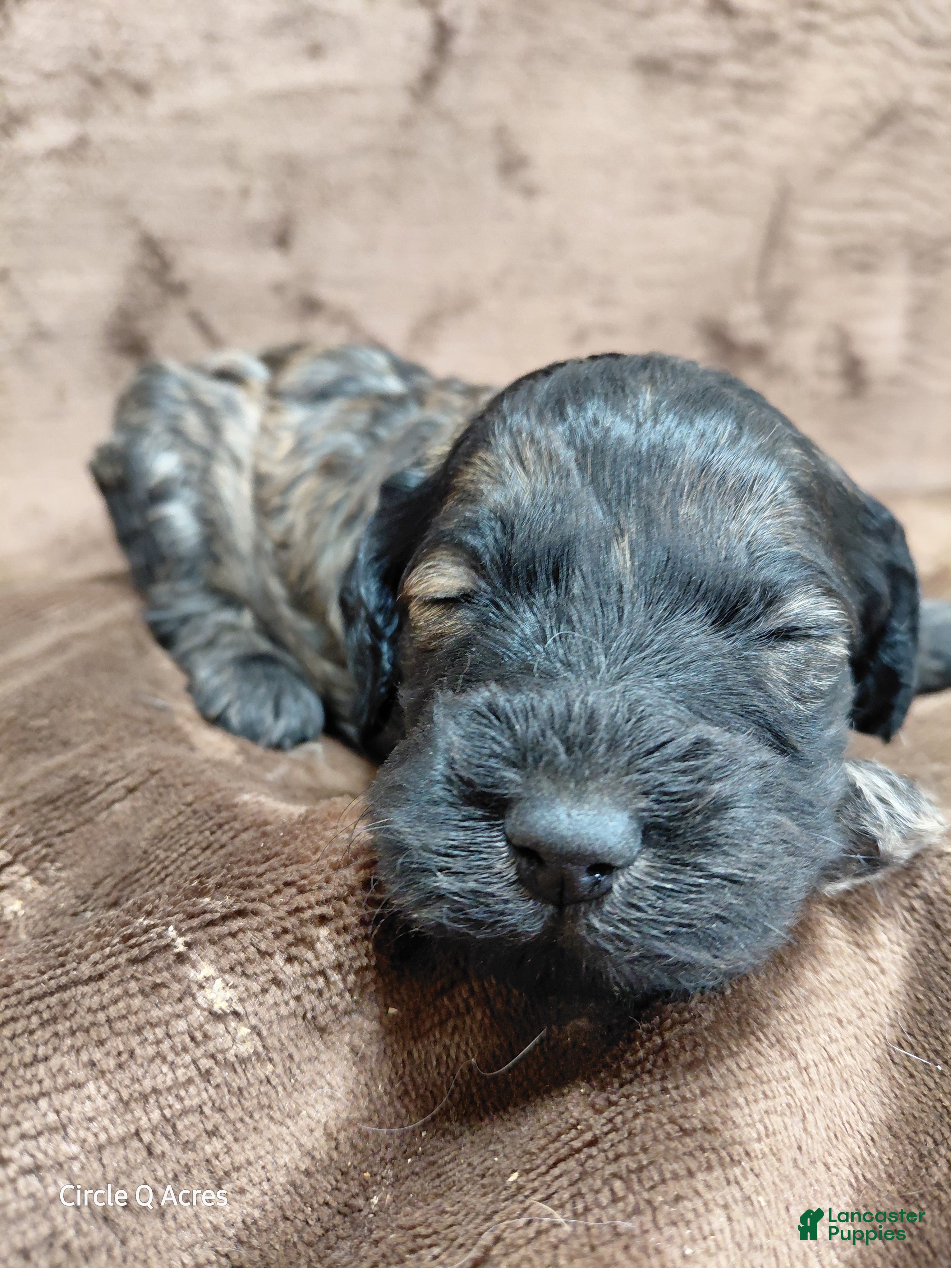 Mini Goldendoodle dogs Deacon  - Ad 2