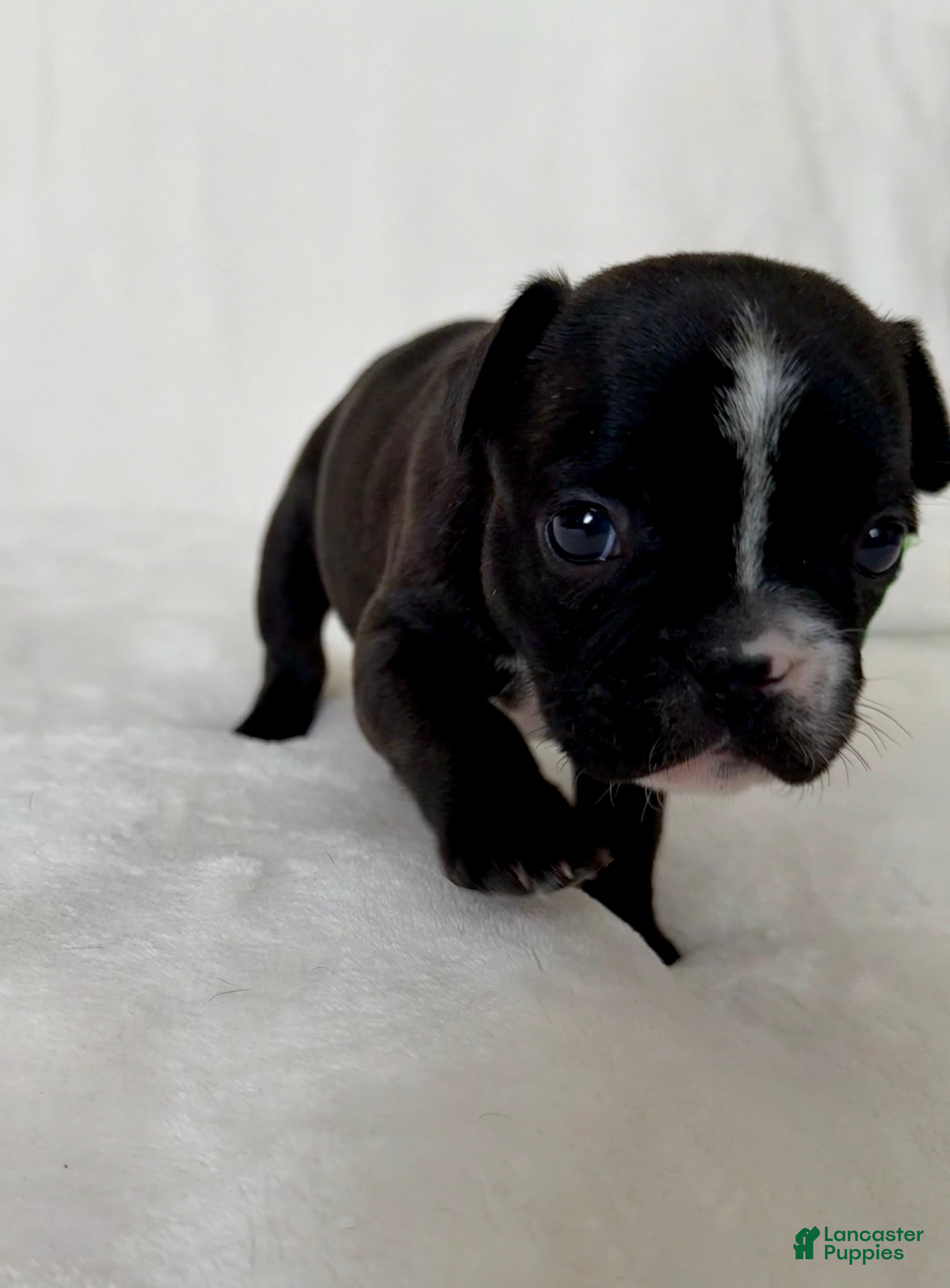 French Bulldog dogs Peppa - Ad 4