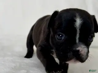 French Bulldog dogs Peppa - Ad 42