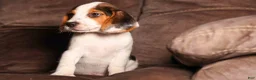 Beagle dogs for sale:  Dallas 🐾 - Ad 5