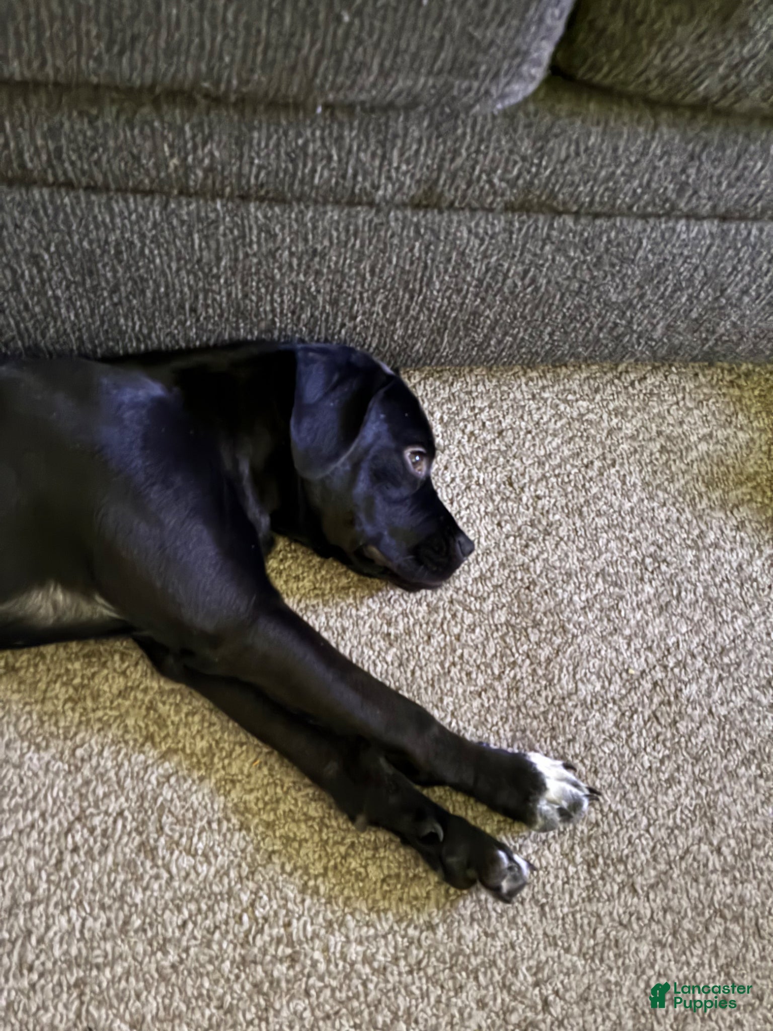 Mixed Breed dogs for sale: Kanesley - Ad 16