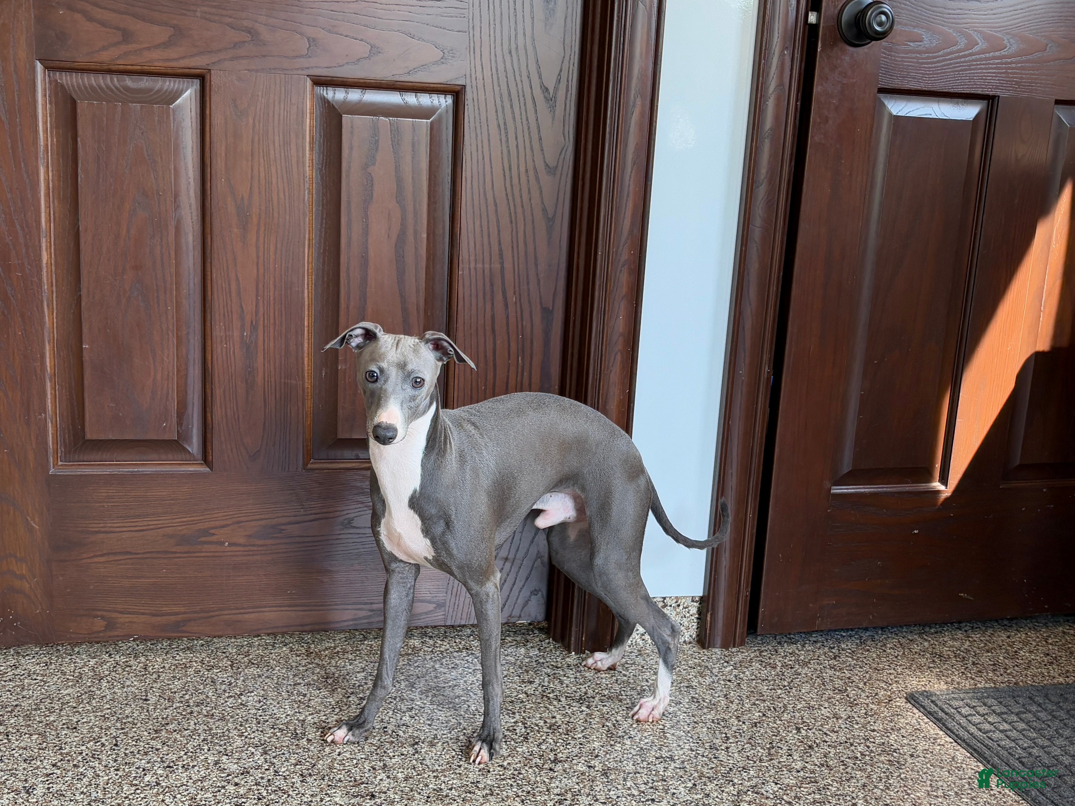 Italian Greyhound dogs Sammy - Ad 1