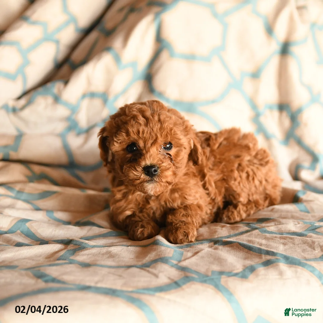 Cockapoo dogs for sale: Melinda - Ad 3