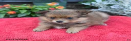 Pomeranian dogs for sale: Hazel - Ad 3