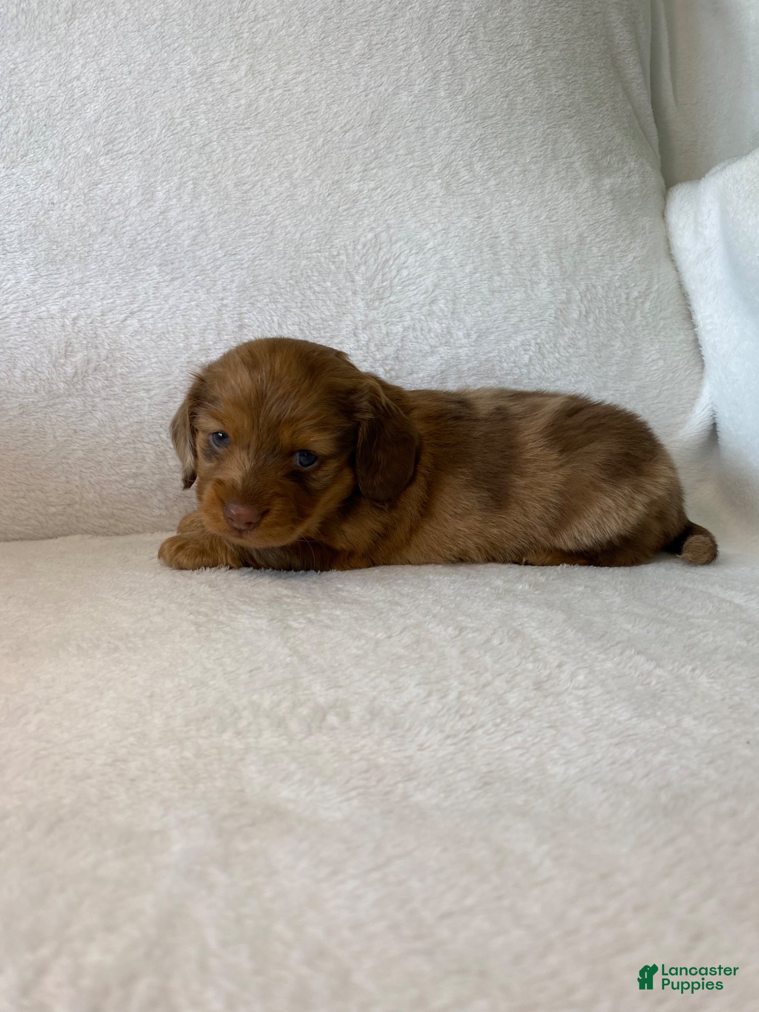 Miniature Dachshund dogs Miniature Dachshund Puppy 2 - Ad 2