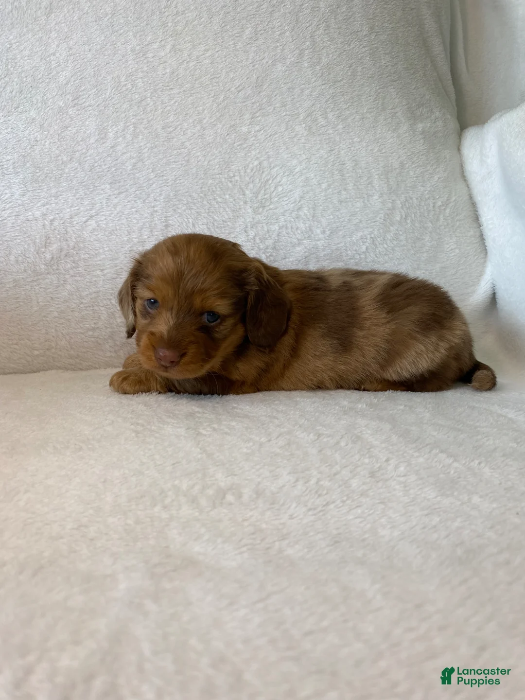 Miniature Dachshund dogs for sale: Miniature Dachshund Puppy 2 - Ad 2