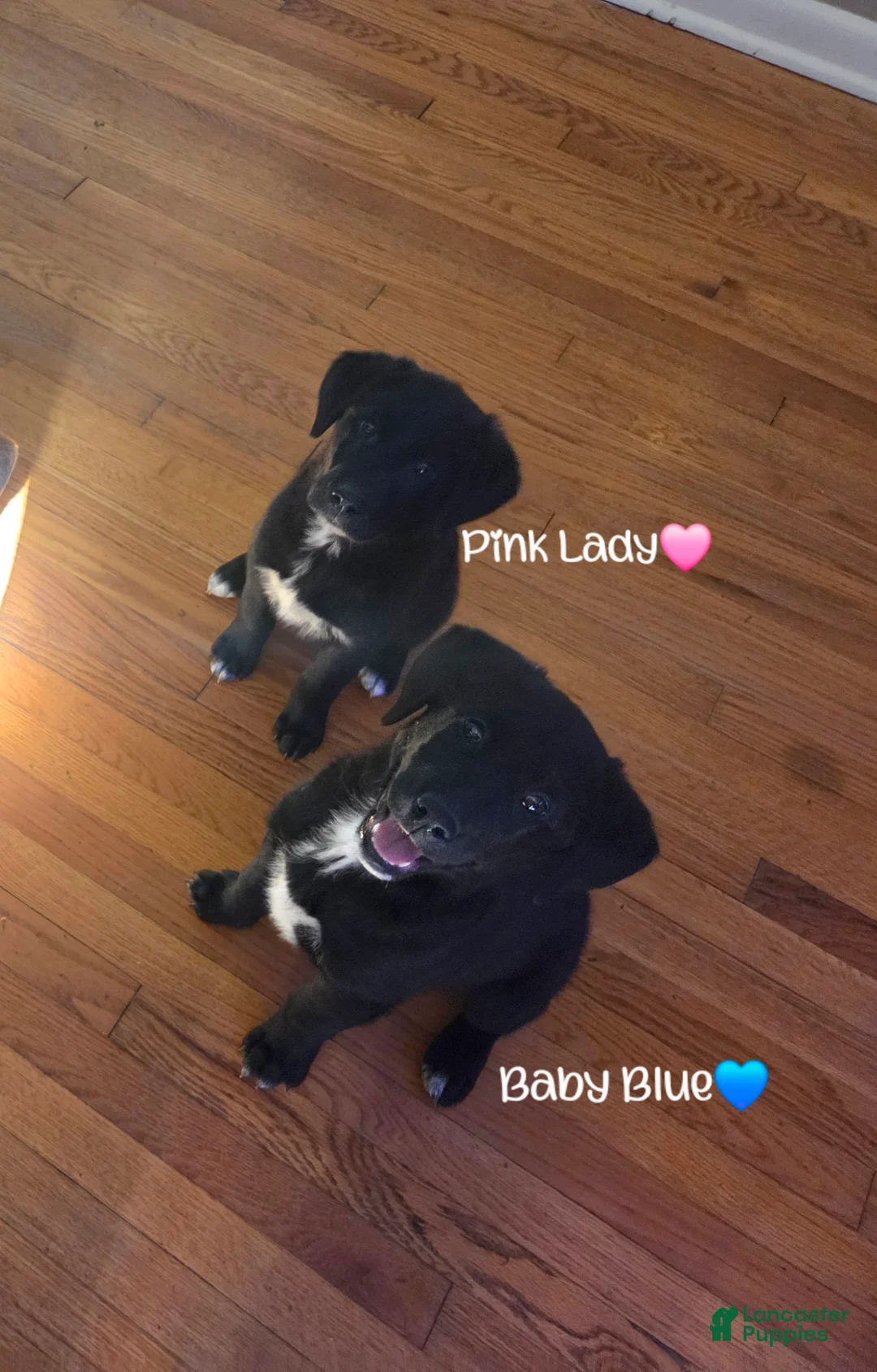 Mixed Breed dogs for sale: Pink Lady  - Ad 7
