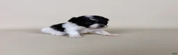 Maltipoo dogs for sale: Millie  - Ad 10