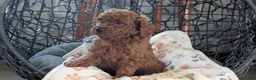 Toy Poodle dogs for sale: Willie - Ad 6