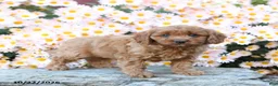 Cavapoo dogs for sale: Tater - Ad 5