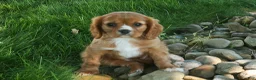 Cavalier King Charles Spaniel dogs for sale: Fletcher 🐶💙 - Ad 12