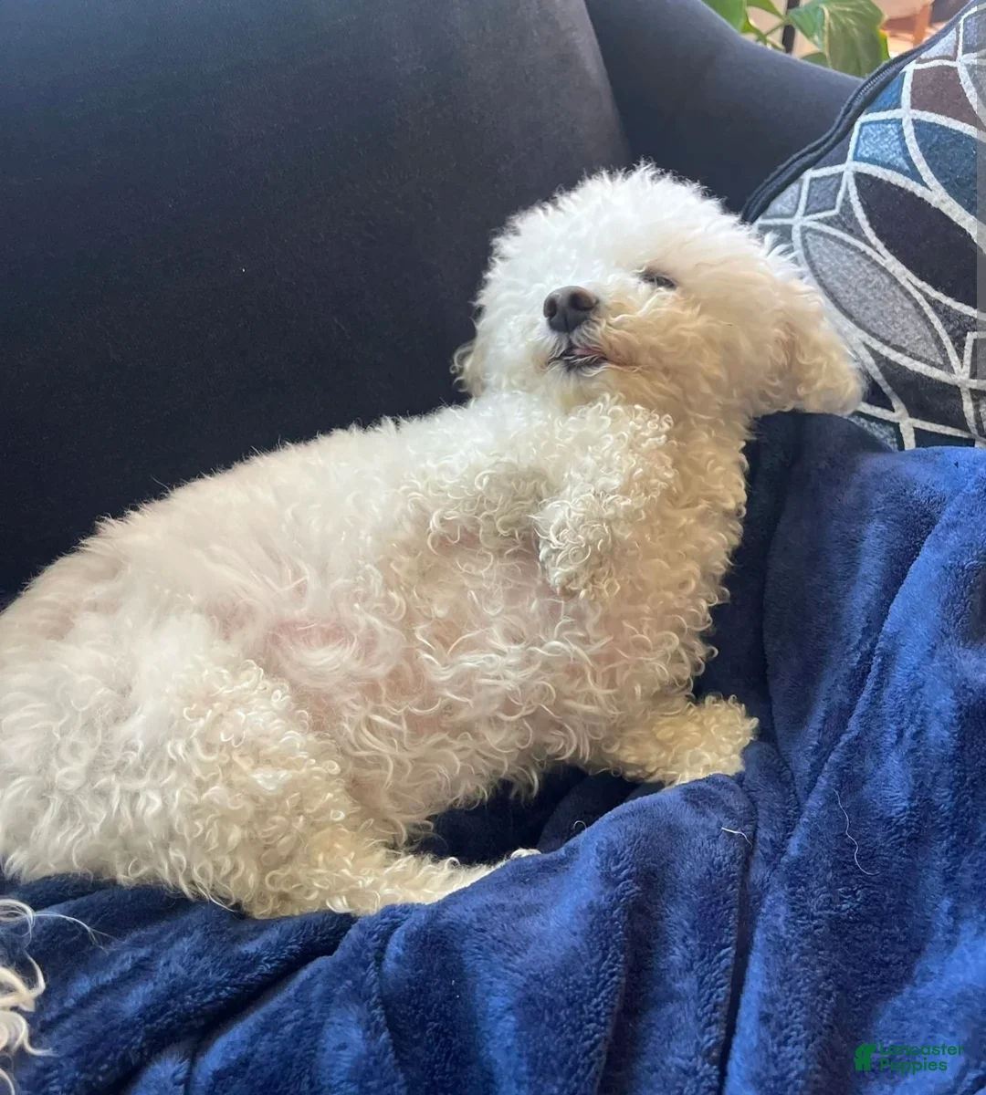 Bichpoo dogs for sale: Buttercup  - Ad 6