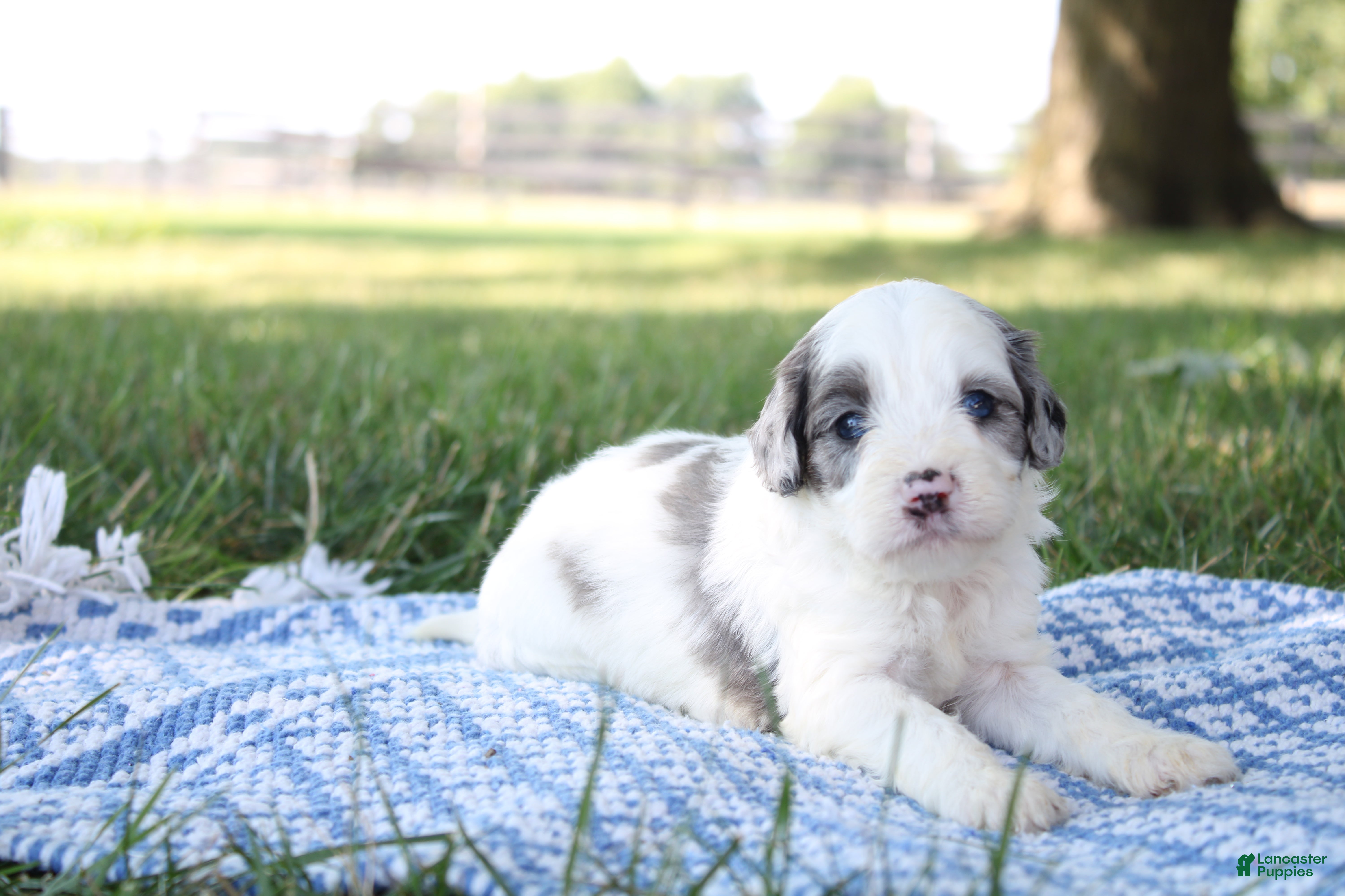 Mini Goldendoodle dogs Vance - Ad 2