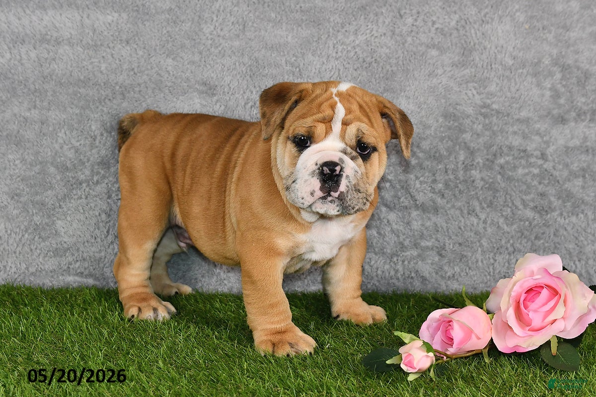 English Bulldog dogs Jenson - Ad 2
