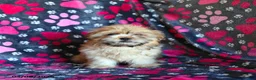 Shih Tzu dogs for sale: Zachary - Ad 7