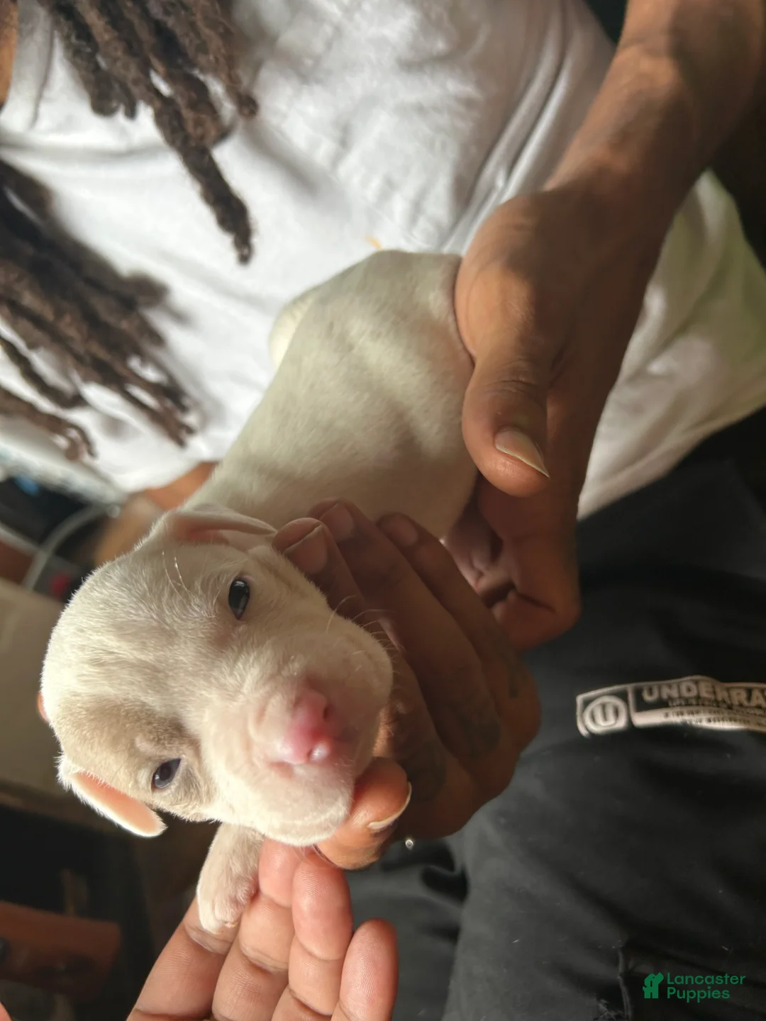 American Pit Bull Terrier dogs for sale: American Pit Bull Terrier 4 - Ad 1