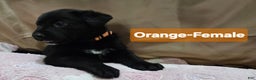 Mixed Breed dogs for sale:  Puppy 1 Orange - Ad 4