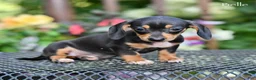 Miniature Dachshund dogs for sale: Belle - Ad 4