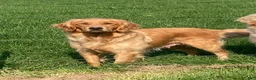 Golden Retriever dogs for sale: Muffin - Ad 7