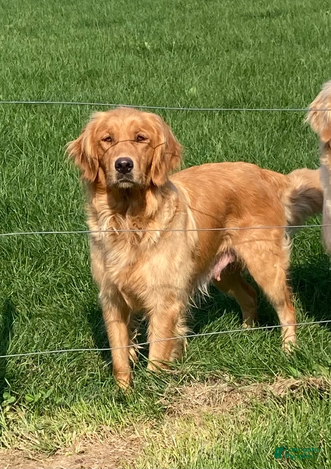 Golden Retriever dogs for sale: Muffin - Ad 7