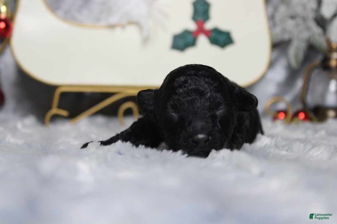 Toy Poodle dogs for sale: Onyx - Ad 2