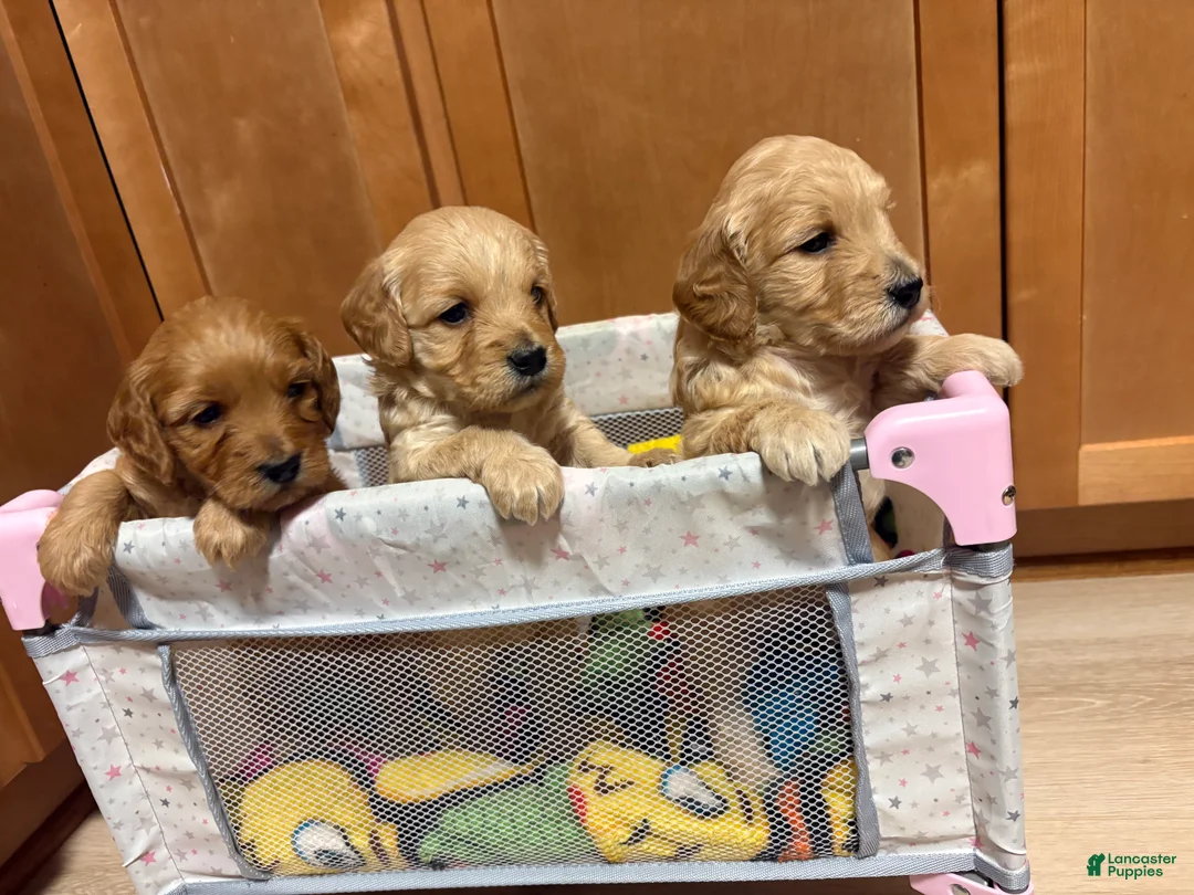 Mini Goldendoodle dogs for sale: Romona  - Ad 2