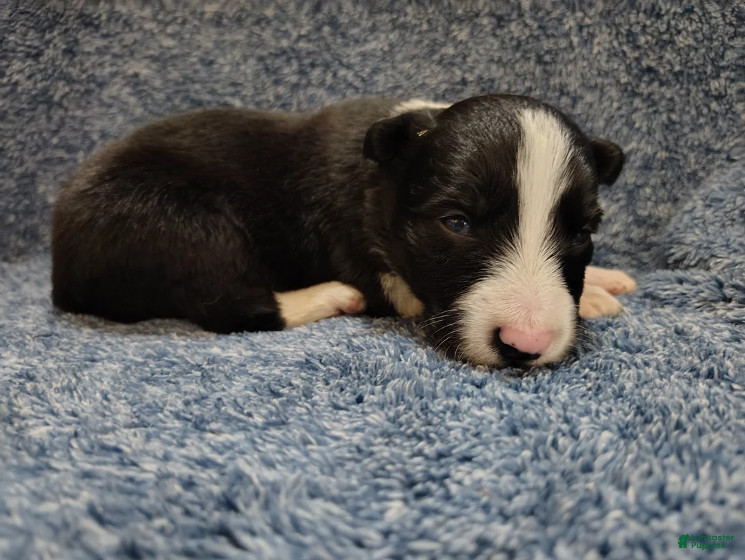 Border Collie dogs for sale: Kennedy  - Ad 5
