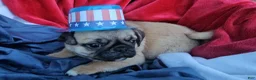 Pug dogs for sale: CinnaBear - Ad 2