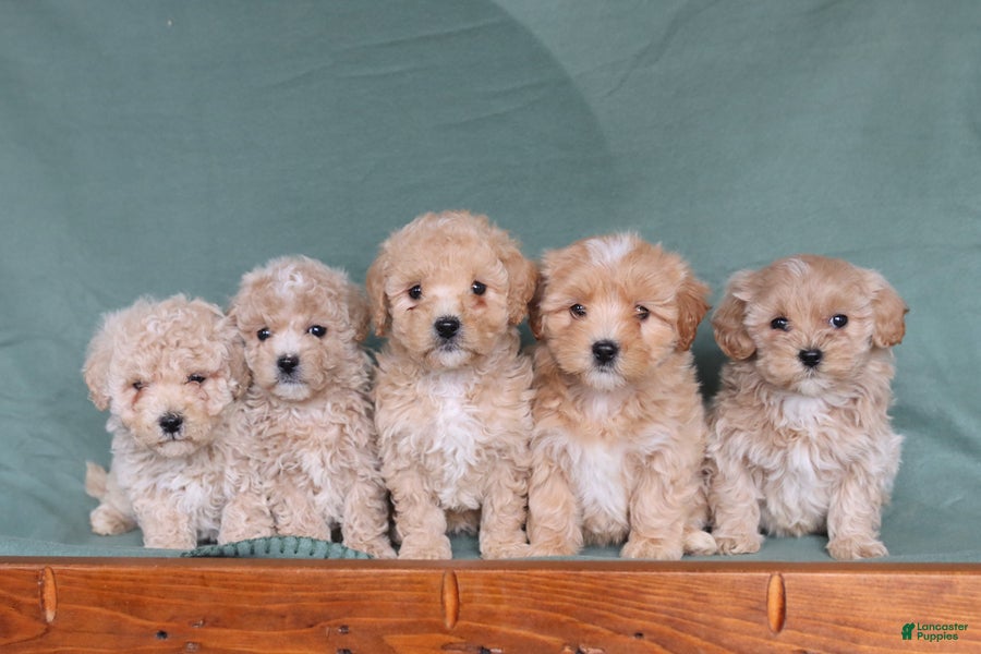 Maltipoo dogs Honey - Ad 2